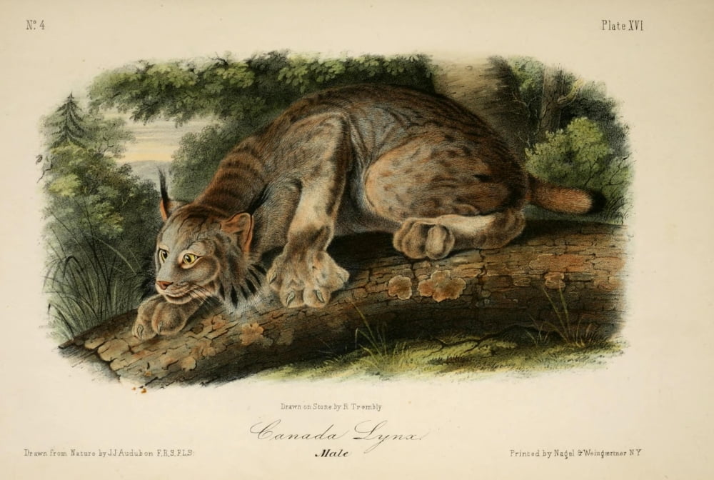 Quadrupeds of N America 1851 Canada Lynx Canvas Art - JJ Audubon (24 x 36)