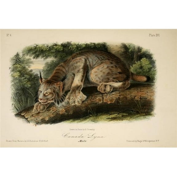 Quadrupeds of N. America 1851 Canada Lynx Poster Print by J.J. Audubon - 18 x 24