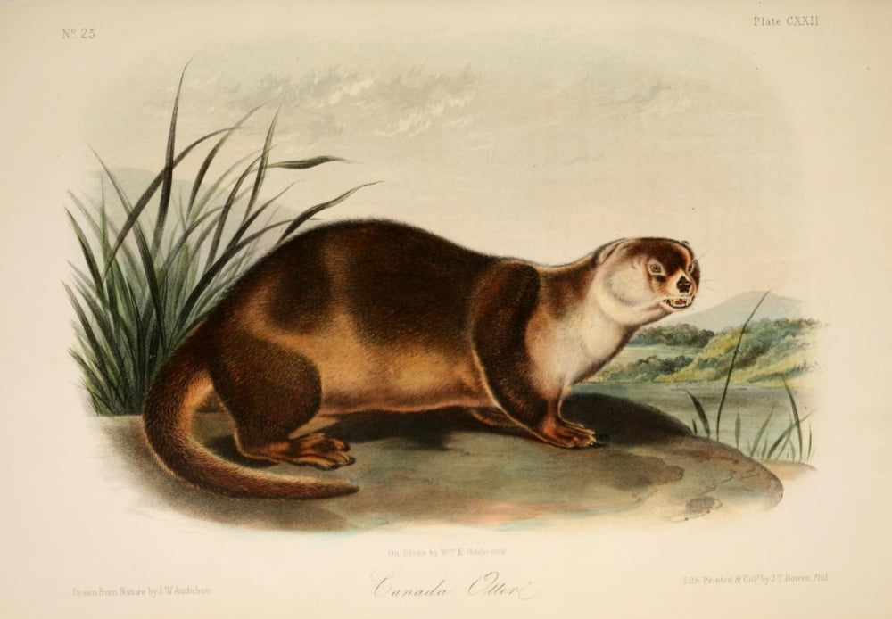 Quadrupeds of N America 1851 Canada Otter 2 Canvas Art - JW Audubon (18 x 24)