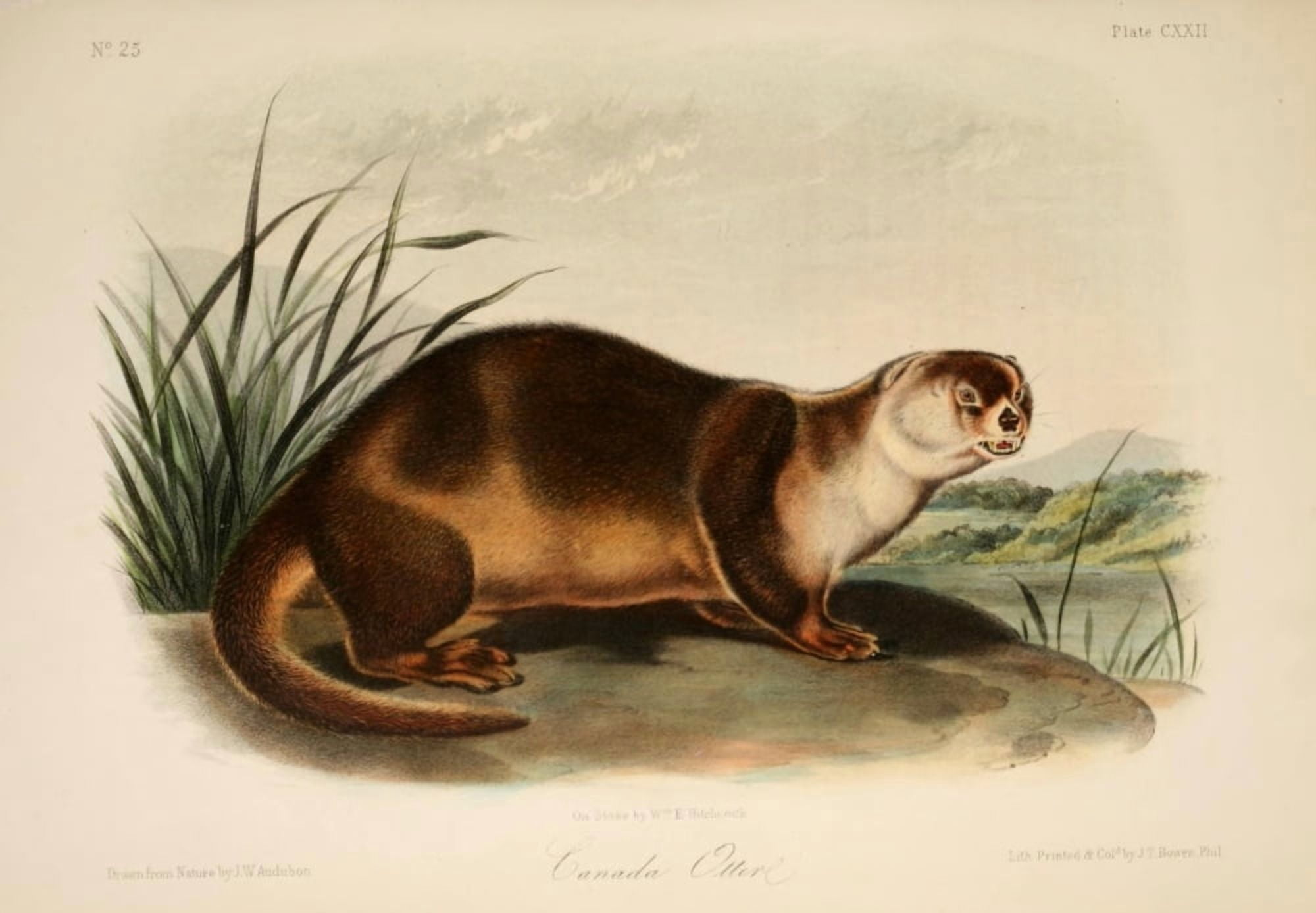Quadrupeds of N America 1851 Canada Otter 2 Canvas Art - JW Audubon (24 x 36)