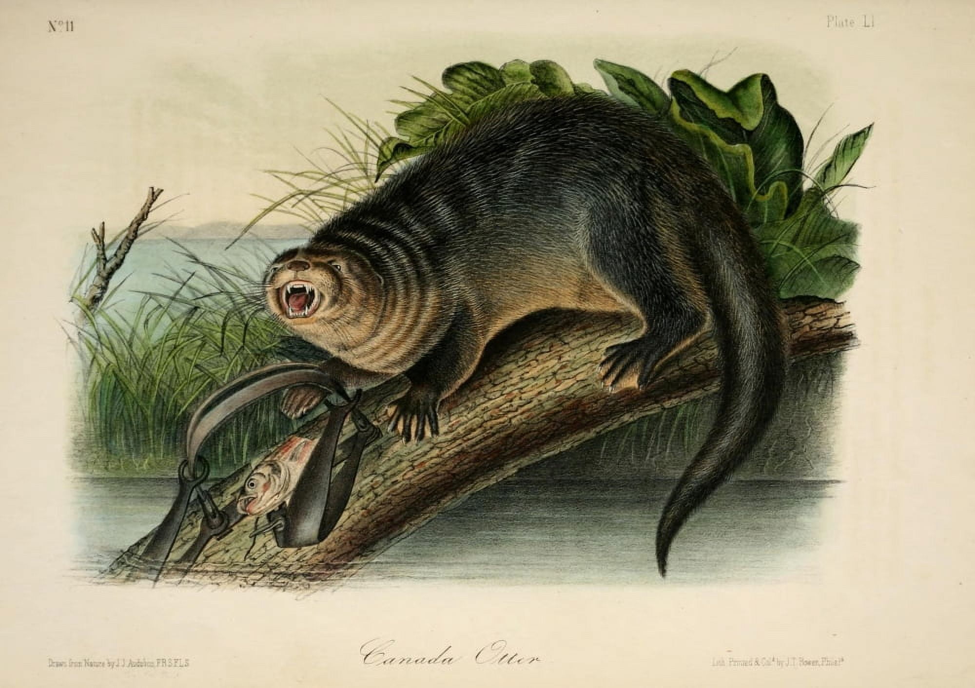 Quadrupeds of N America 1851 Canada Otter Canvas Art - JJ Audubon (24 x 36)