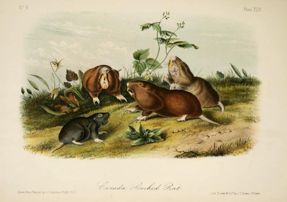 Quadrupeds of N America 1851 Canada Pouched Rat Canvas Art - JJ Audubon (18 x 24)