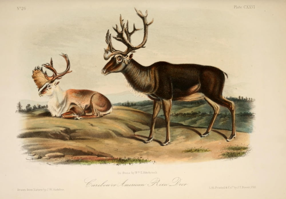 Quadrupeds of N America 1851 Caribou Canvas Art - JW Audubon (24 x 36)