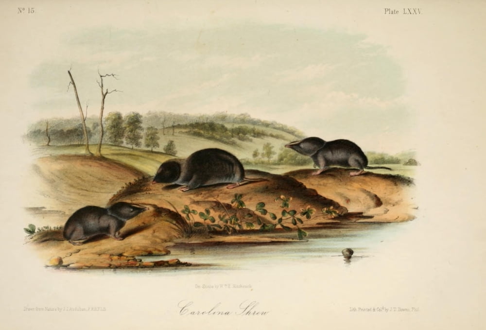 Quadrupeds of N America 1851 Carolina Shrew Canvas Art - JJ Audubon (24 x 36)