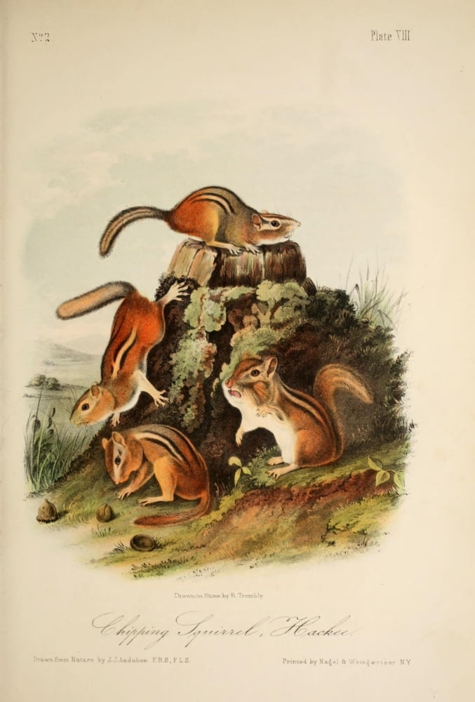 Quadrupeds of N America 1851 Chipping Squirrel Canvas Art - JJ Audubon (24 x 36)