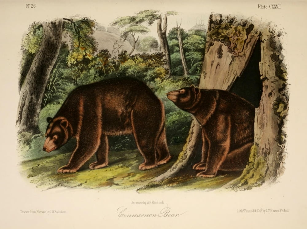 Quadrupeds of N America 1851 Cinnamon Bear Canvas Art - JW Audubon (24 x 36)
