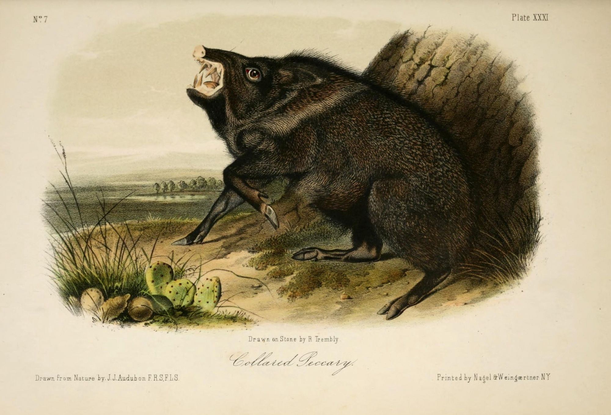 Quadrupeds of N America 1851 Collared Peccary Canvas Art - JJ Audubon (18 x 24)