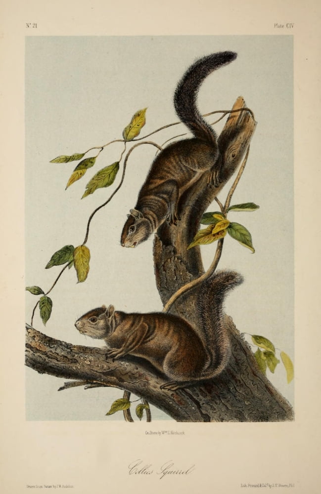 Quadrupeds of N America 1851 Collies Squirrel Canvas Art - JW Audubon (18 x 24)