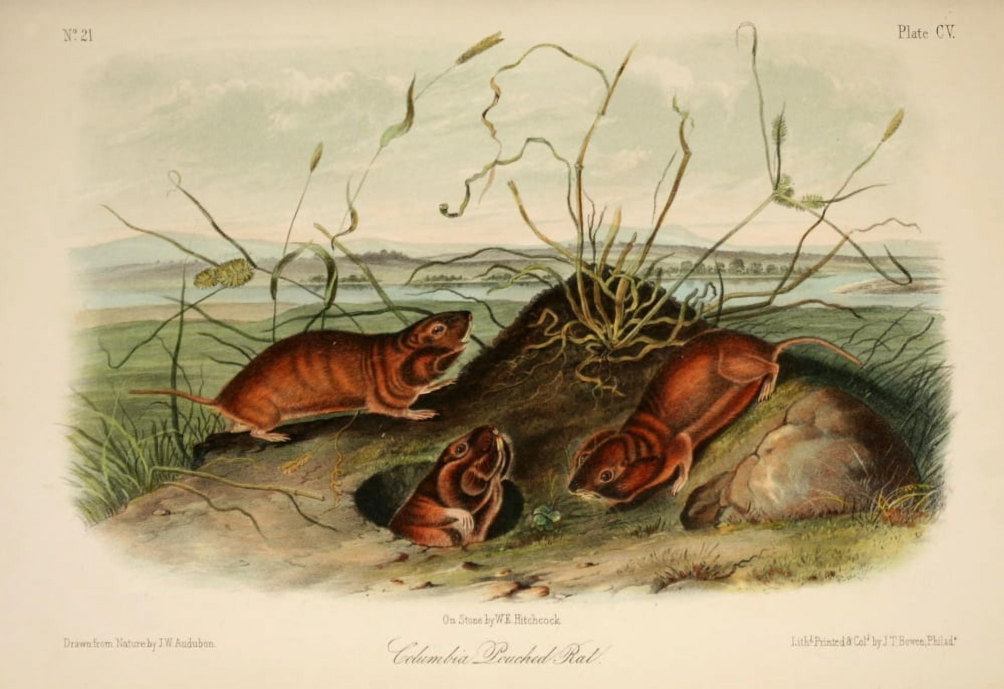 Quadrupeds of N America 1851 Columbia Pouched Rat Canvas Art - JW Audubon (24 x 36)