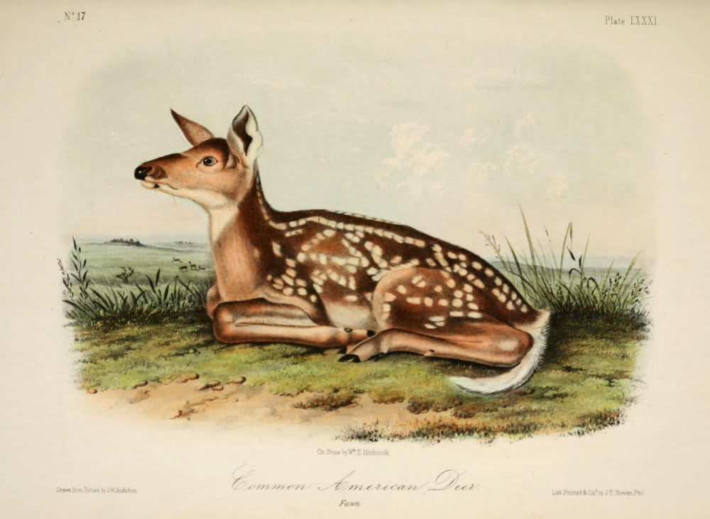 Quadrupeds of N America 1851 Common American Deer Canvas Art - JW Audubon (18 x 24)