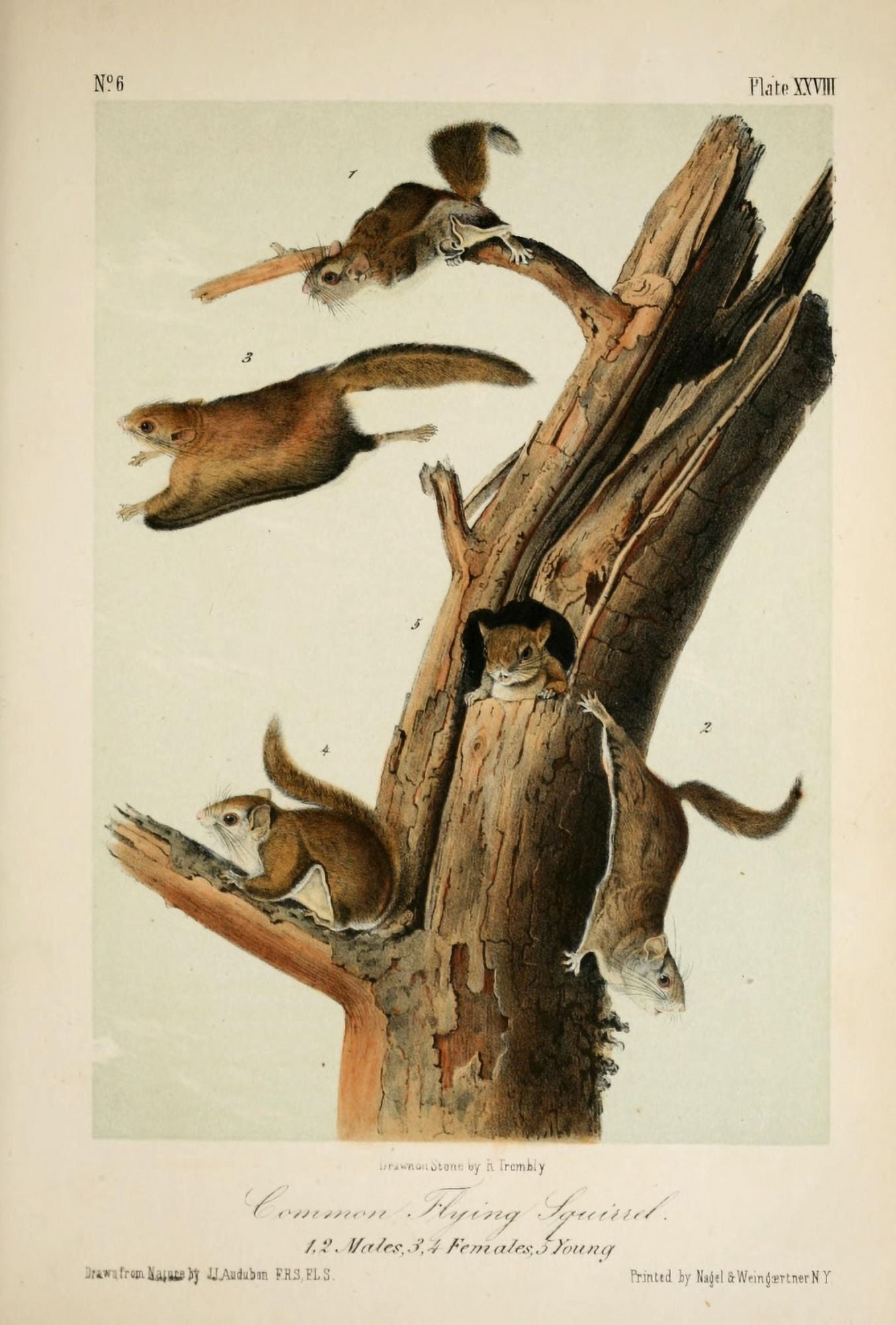 Quadrupeds of N America 1851 Common Flying Squirrel Canvas Art - JJ Audubon (18 x 24)