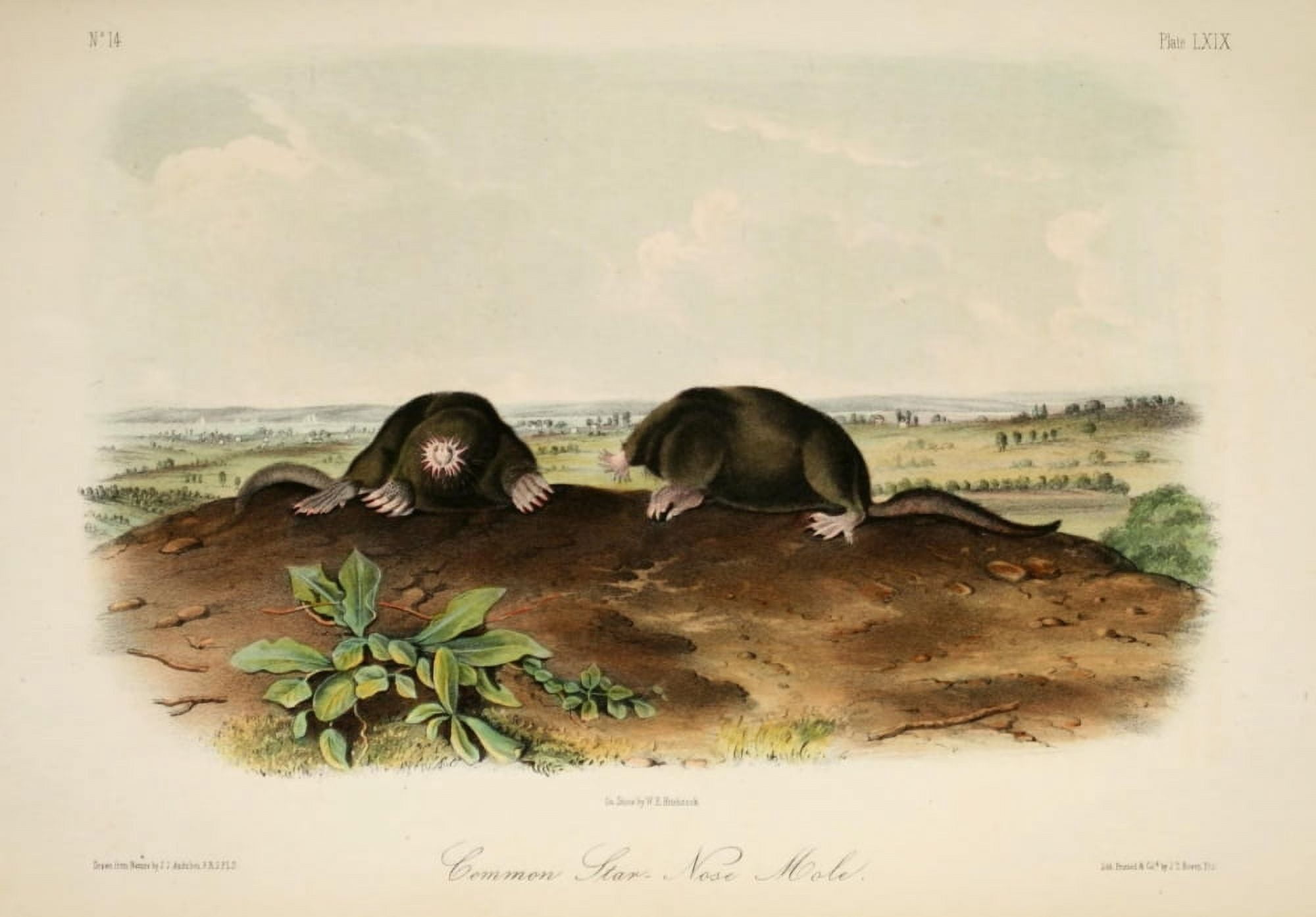 Quadrupeds of N America 1851 Common Star-nose Mole Canvas Art - JJ Audubon (18 x 24)