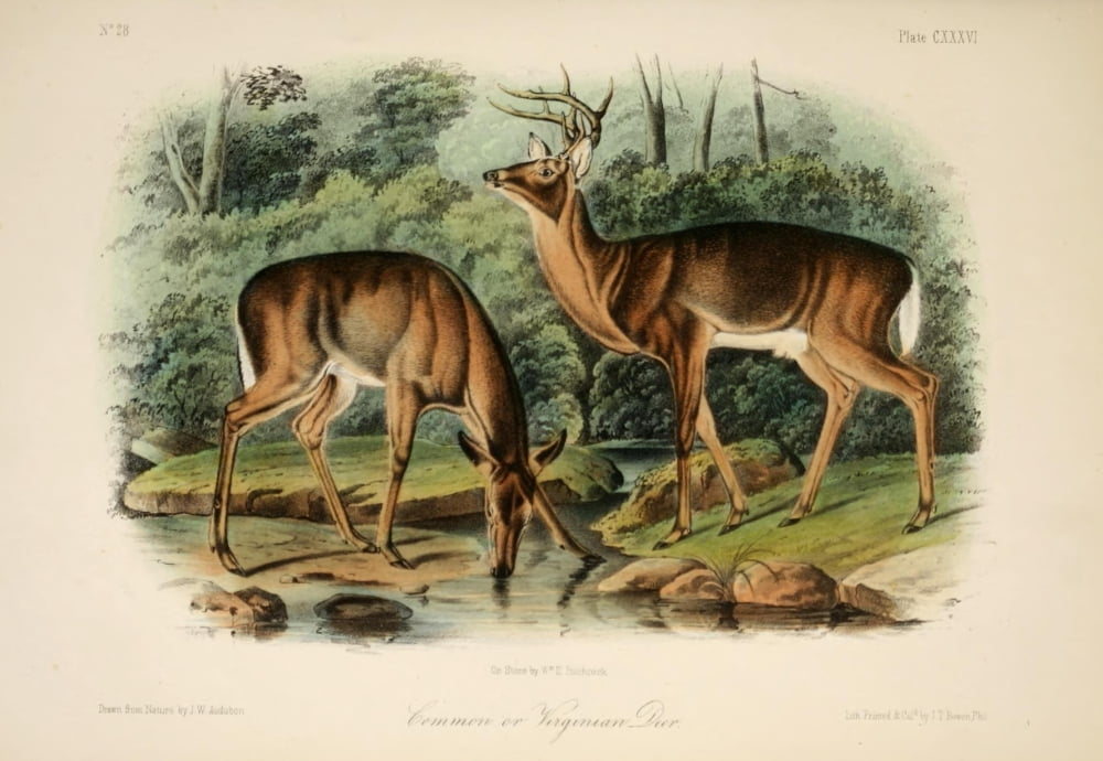 Quadrupeds of N America 1851 Common or Virginian Deer Canvas Art - JW Audubon (18 x 24)