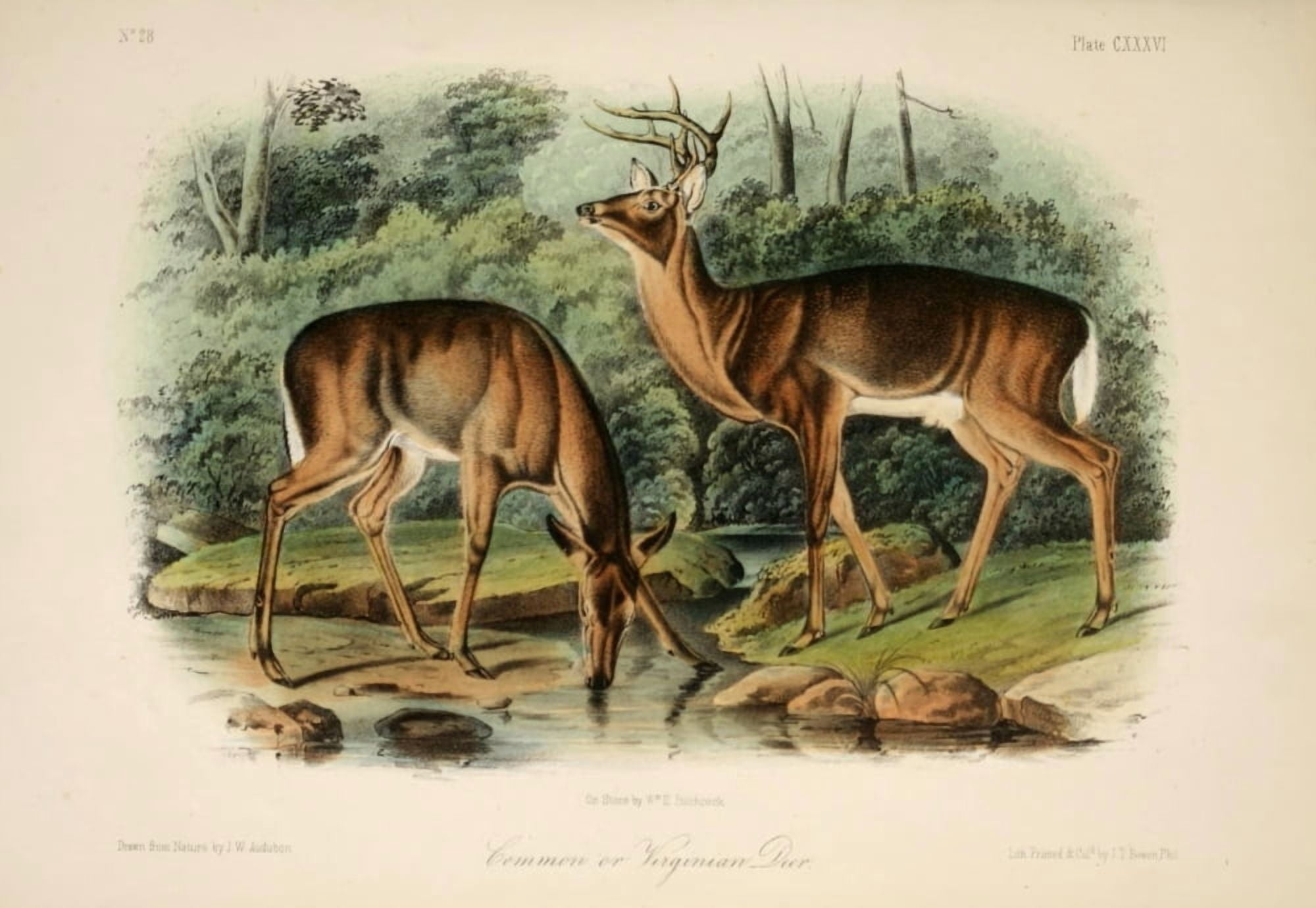 Quadrupeds of N America 1851 Common or Virginian Deer Canvas Art - JW Audubon (24 x 36)