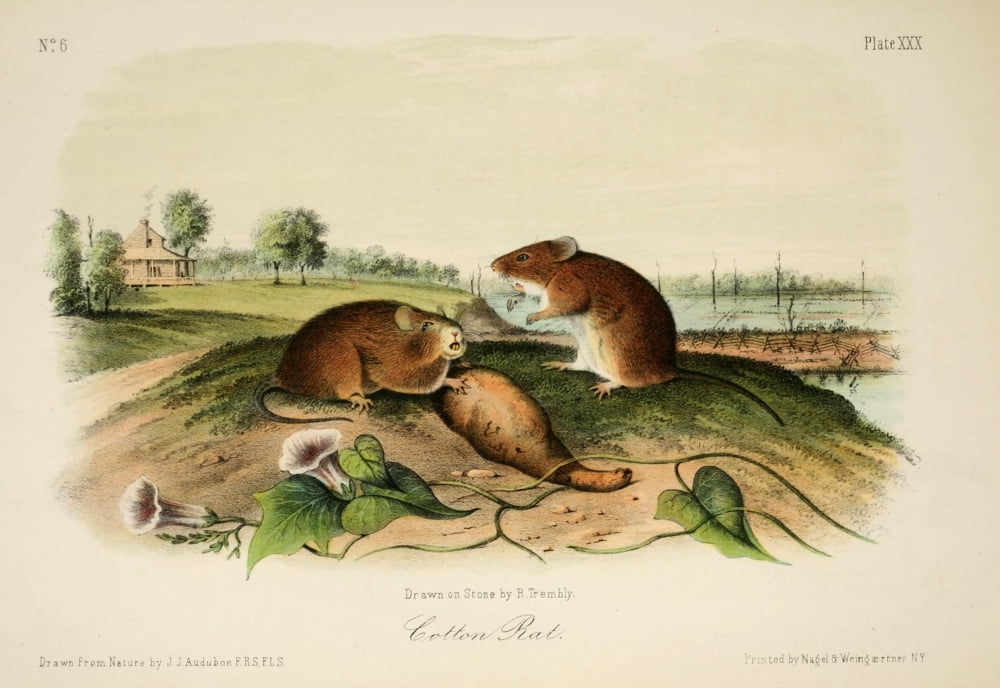 Quadrupeds of N America 1851 Cotton Rat Canvas Art - JJ Audubon (24 x 36)