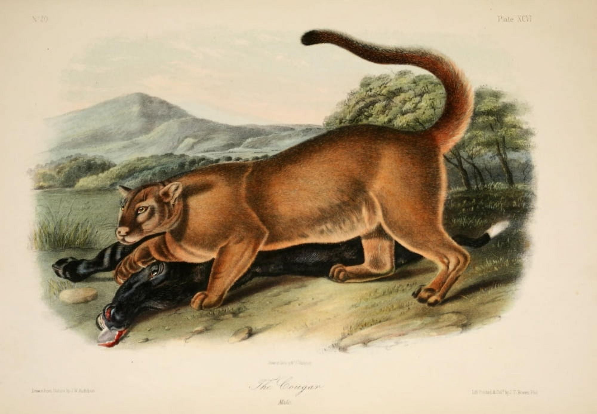 Quadrupeds of N America 1851 Cougar Canvas Art - JW Audubon (24 x 36)