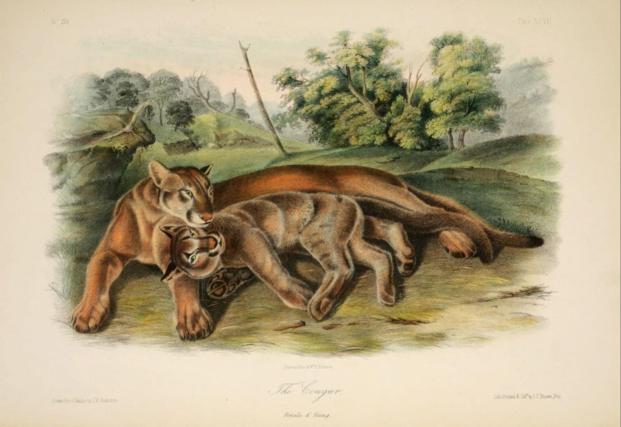 Quadrupeds of N America 1851 Cougars Canvas Art - JW Audubon (18 x 24)