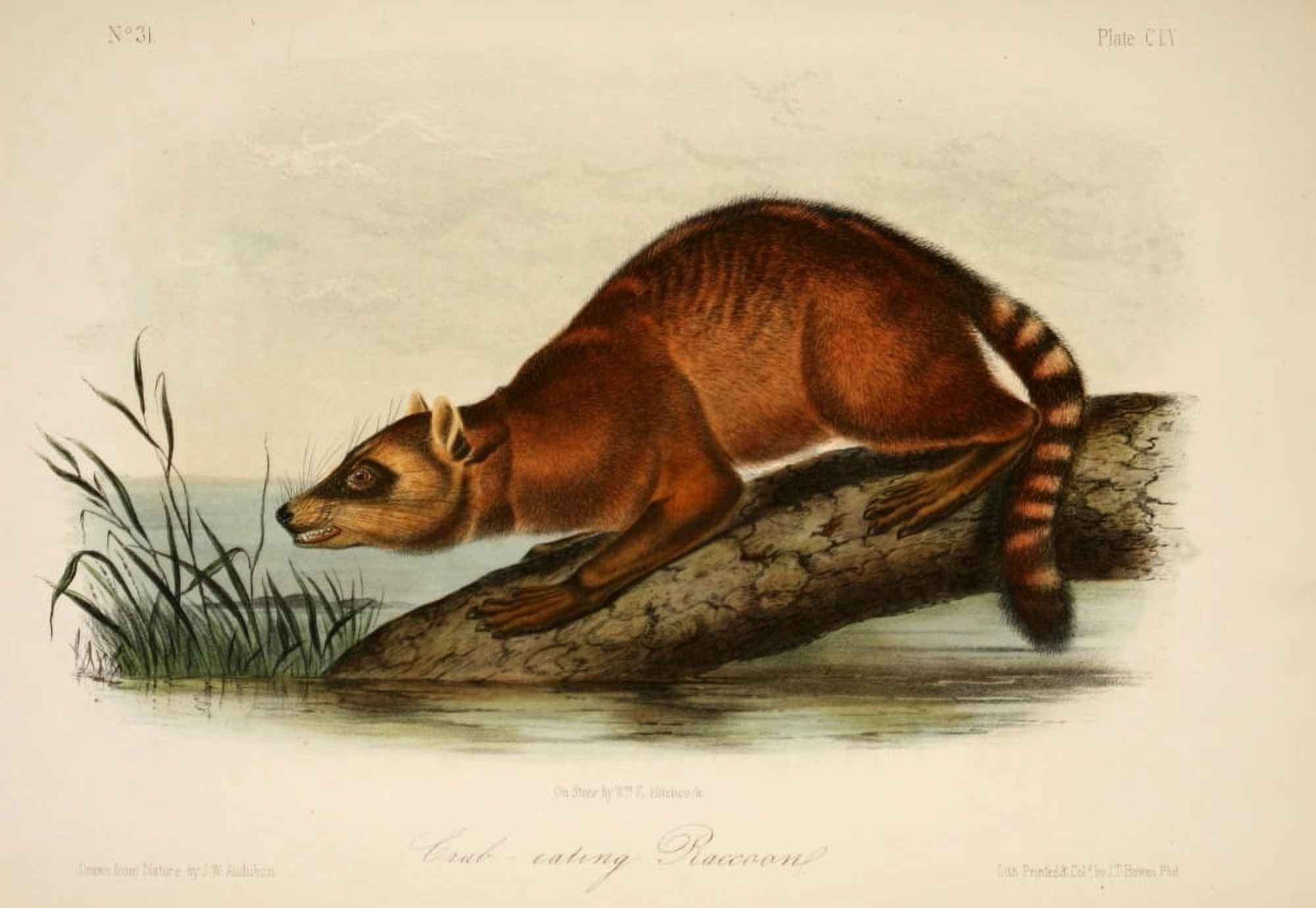 Quadrupeds of N America 1851 Crab-eating Racoon Canvas Art - JW Audubon (24 x 36)