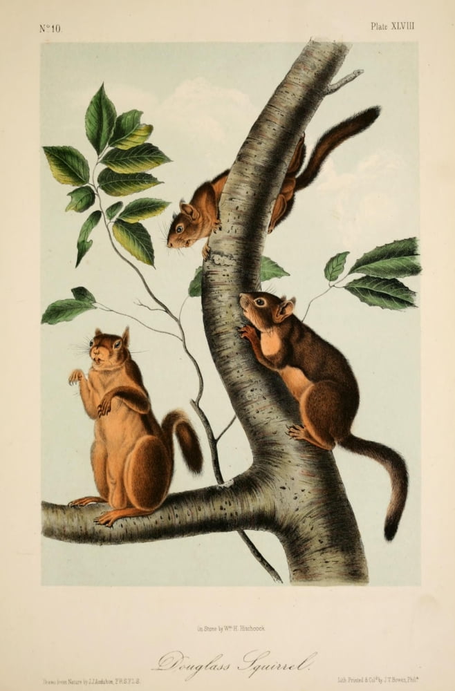 Quadrupeds of N America 1851 Douglas Squirrel Canvas Art - JJ Audubon (24 x 36)