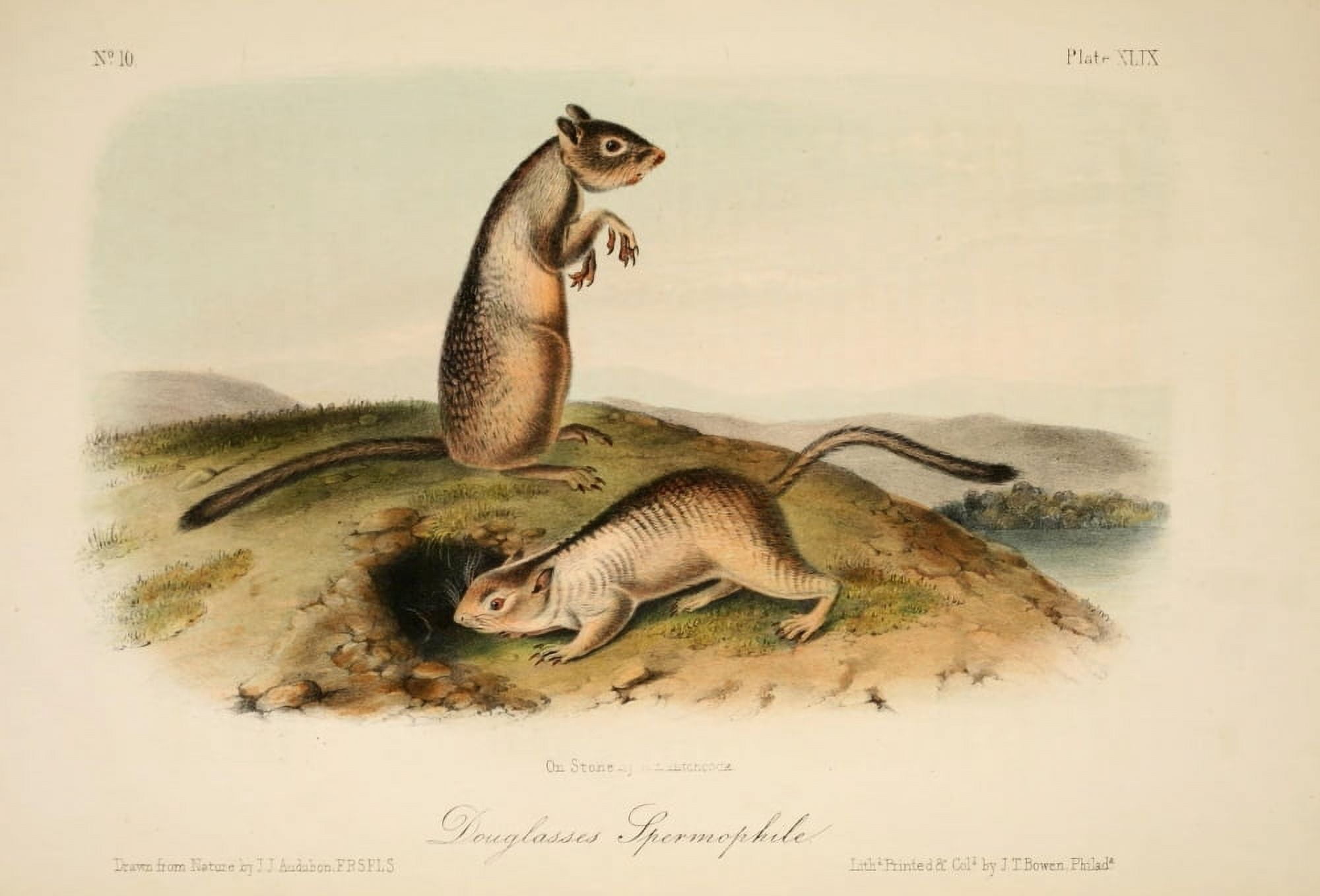 Quadrupeds of N America 1851 Douglasses Spermophile Canvas Art - JJ Audubon (24 x 36)