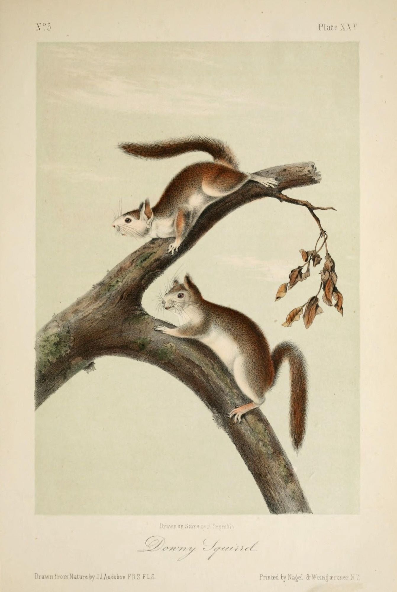 Quadrupeds of N America 1851 Downy Squirrel Canvas Art - JJ Audubon (24 x 36)