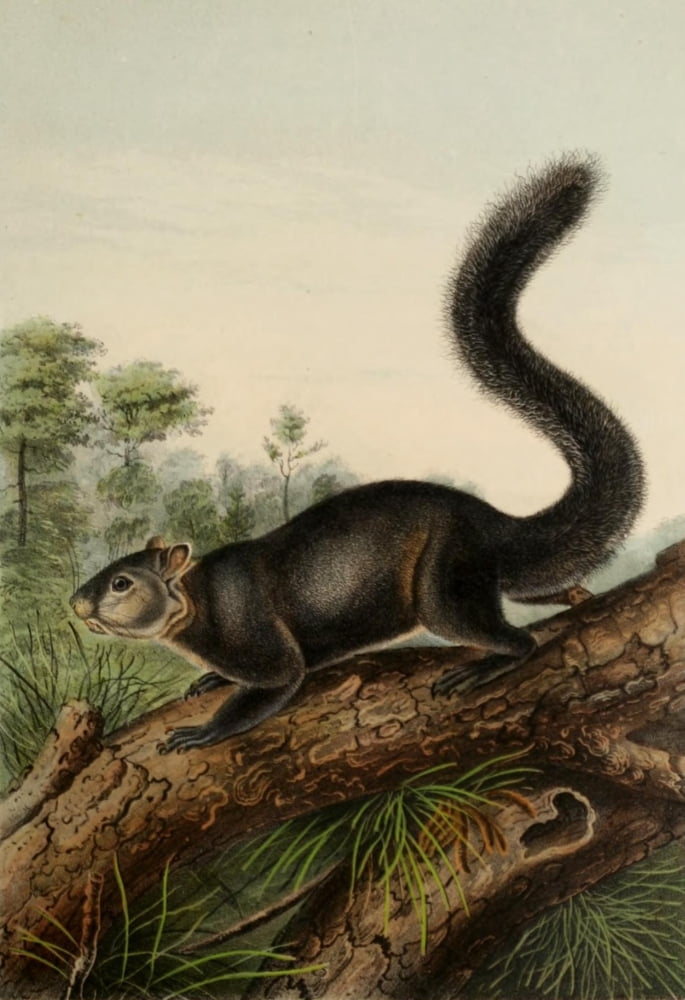 Quadrupeds of N America 1851 Dusky Squirrel Canvas Art - JJ Audubon (18 x 24)