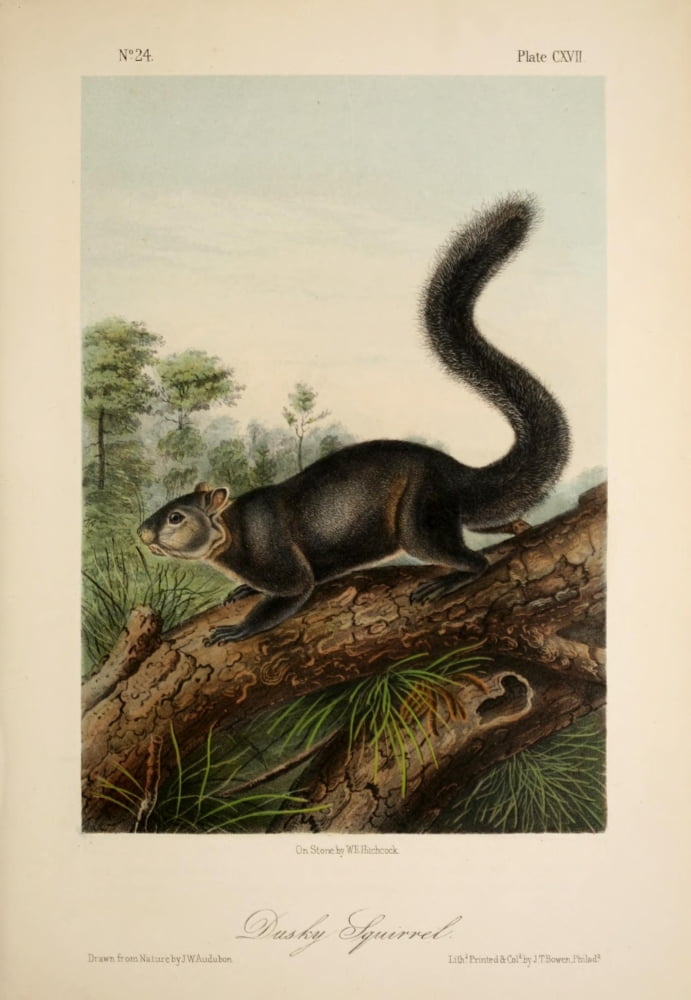 Quadrupeds of N America 1851 Dusky Squirrel Canvas Art - JW Audubon (18 x 24)