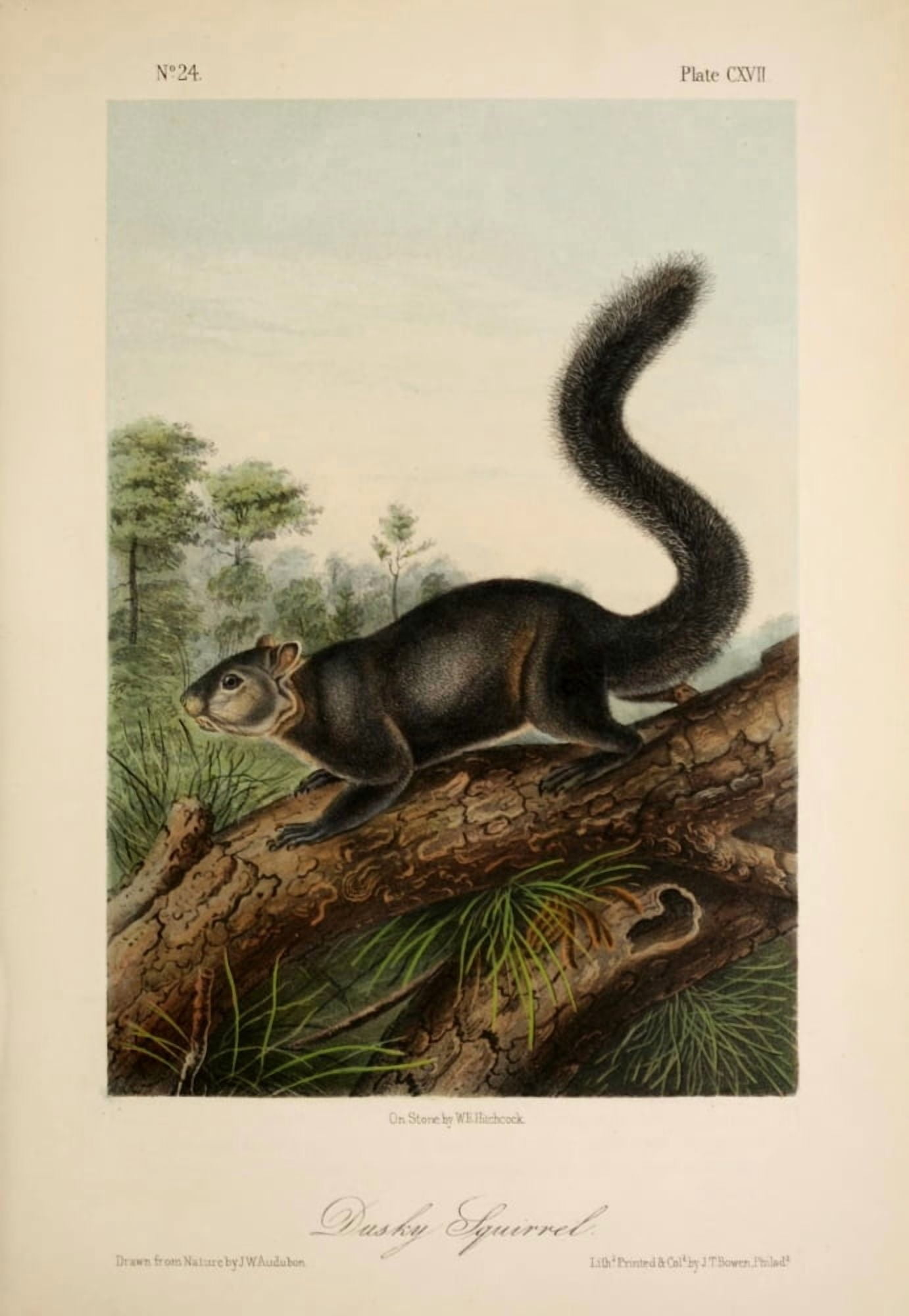 Quadrupeds of N America 1851 Dusky Squirrel Canvas Art - JW Audubon (24 x 36)