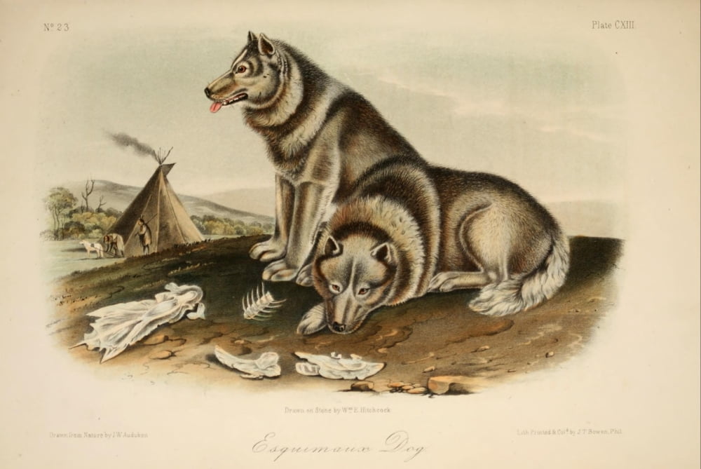 Quadrupeds of N America 1851 Esquimaux Dog Canvas Art - JW Audubon (18 x 24)