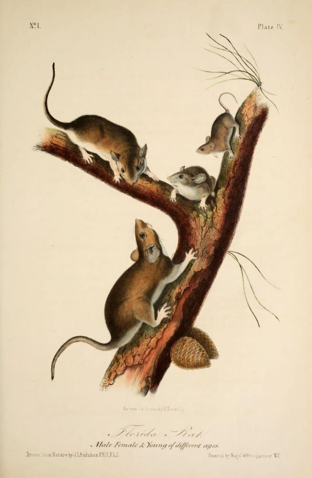 Quadrupeds of N America 1851 Florida Rats Canvas Art - JJ Audubon (18 x 24)