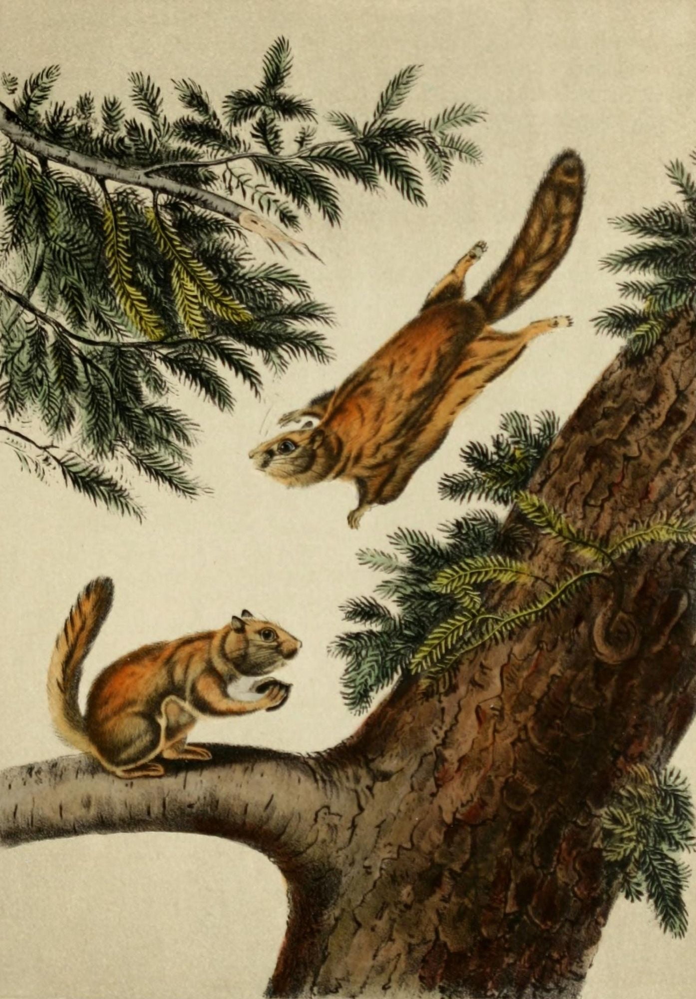 Quadrupeds of N America 1851 Flying Squirrels Canvas Art - JJ Audubon (24 x 36)