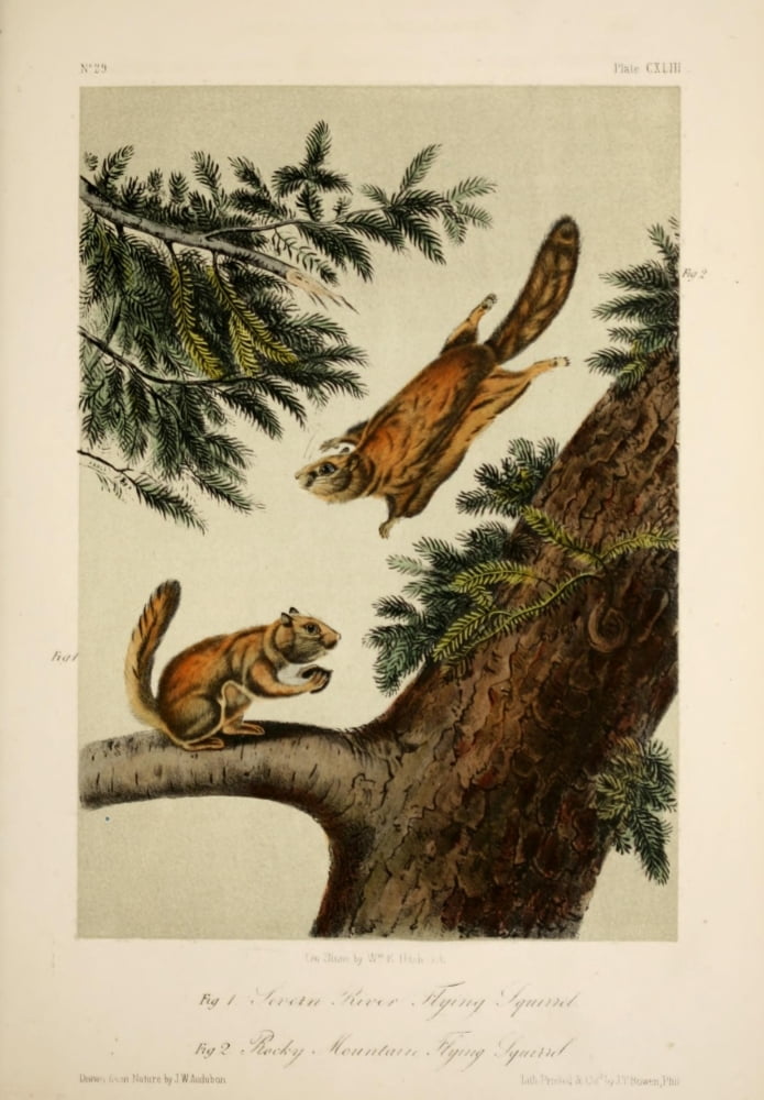 Quadrupeds of N America 1851 Flying Squirrels Canvas Art - JW Audubon (18 x 24)