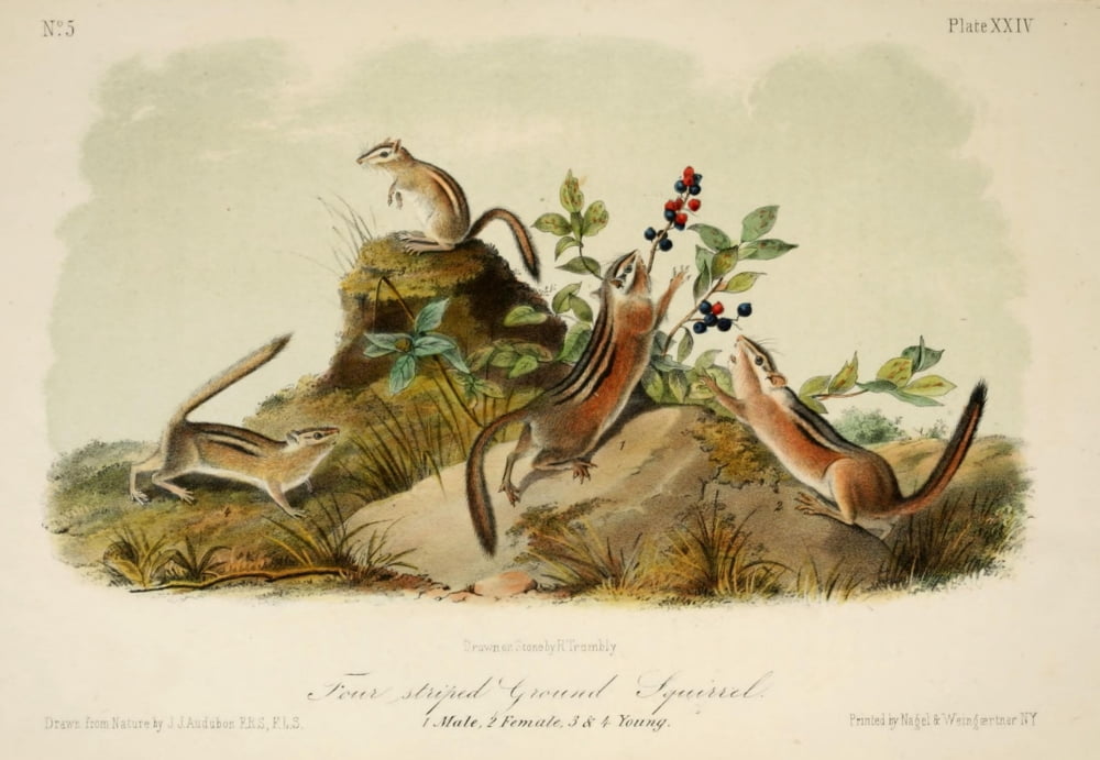 Quadrupeds of N America 1851 Four-striped Ground Squirrel Canvas Art - JJ Audubon (18 x 24)