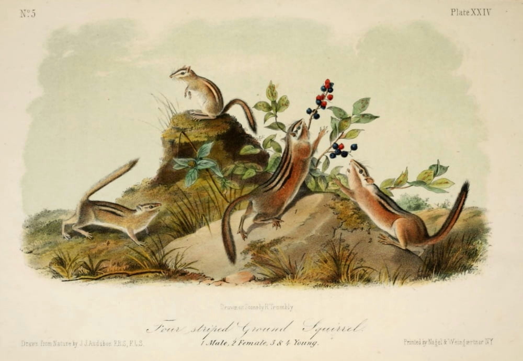 Quadrupeds of N America 1851 Four-striped Ground Squirrel Canvas Art - JJ Audubon (24 x 36)