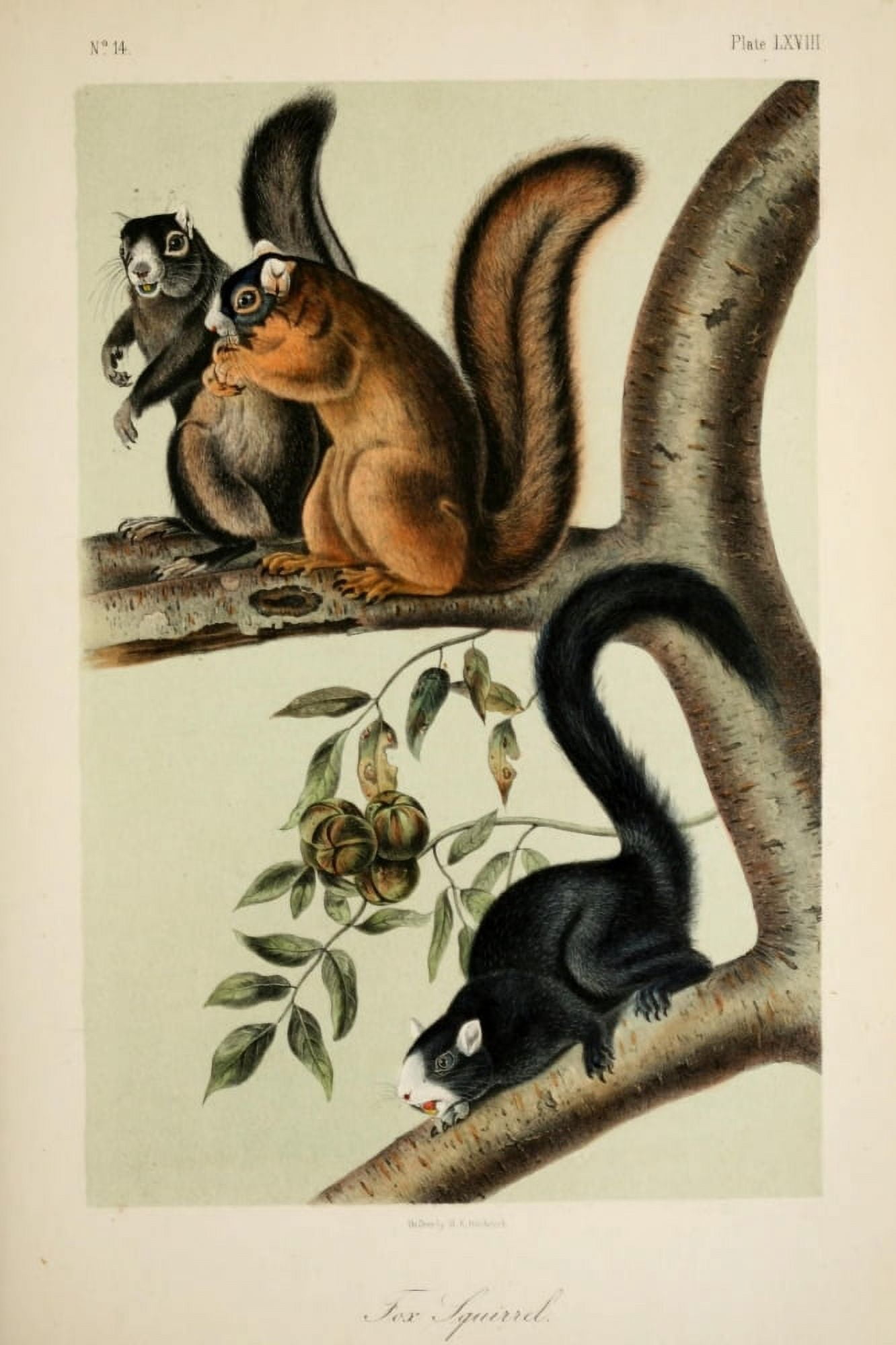 Quadrupeds of N America 1851 Fox Squirrel Canvas Art - JJ Audubon (24 x 36)