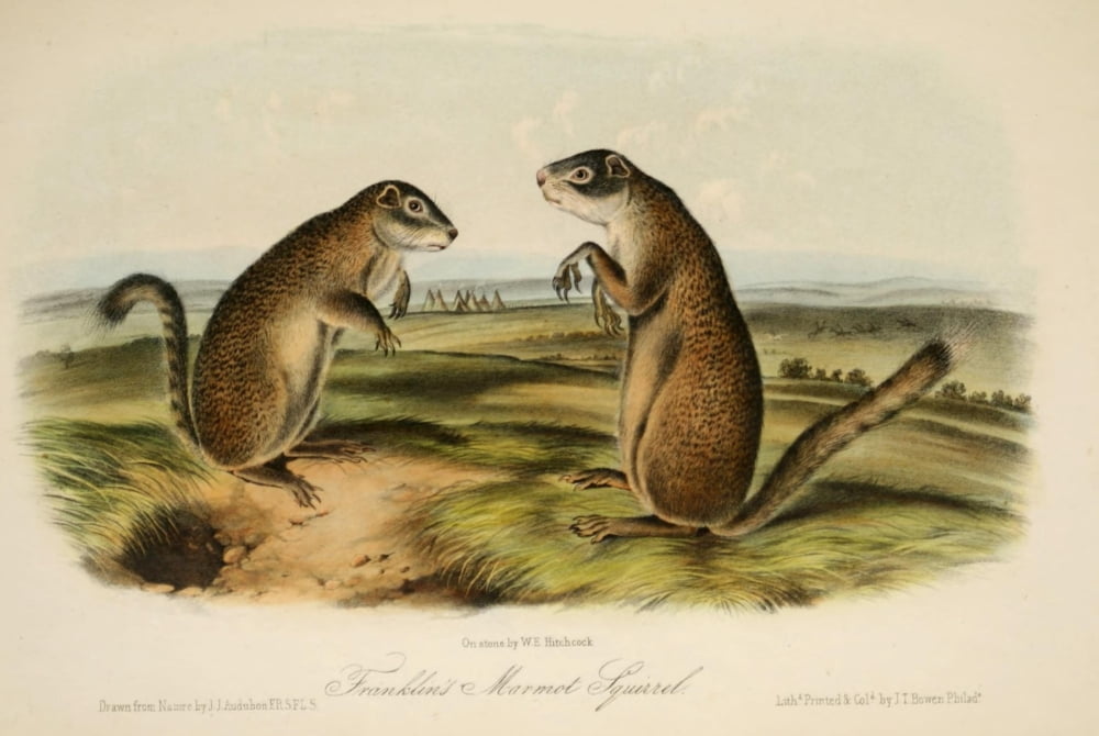 Quadrupeds of N America 1851 Franklins Marmot Squirrel Canvas Art - JJ Audubon (24 x 36)