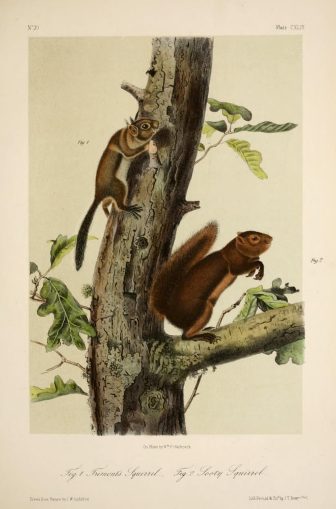 Quadrupeds of N America 1851 Fremonts & Sooty Squirrel Canvas Art - JW Audubon (24 x 36)