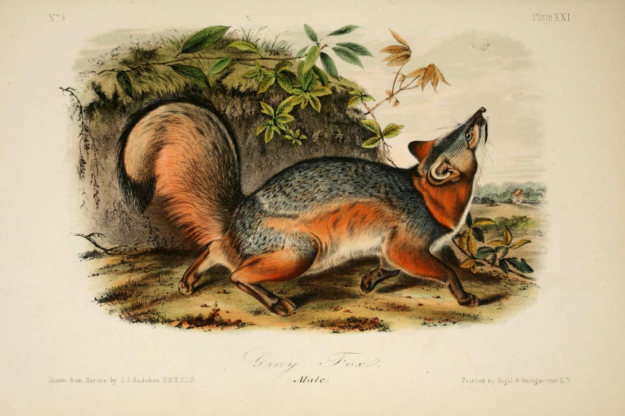 Quadrupeds of N America 1851 Grey Fox Canvas Art - JJ Audubon (24 x 36)