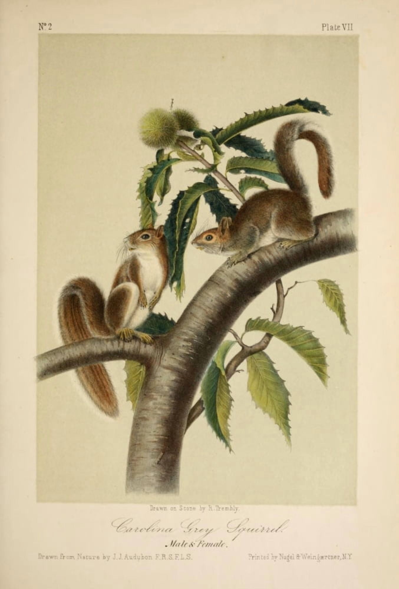 Quadrupeds of N America 1851 Grey Squirrels Canvas Art - JJ Audubon (18 x 24)