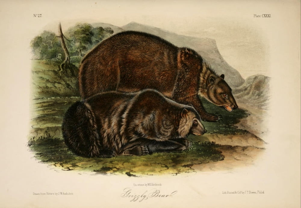 Quadrupeds of N America 1851 Grizzly Bear Canvas Art - JW Audubon (18 x 24)