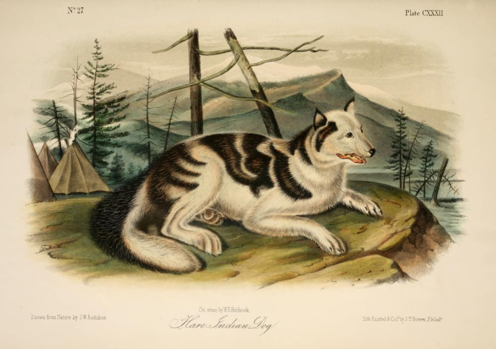 Quadrupeds of N America 1851 Hare Indian Dog Canvas Art - JW Audubon (24 x 36)