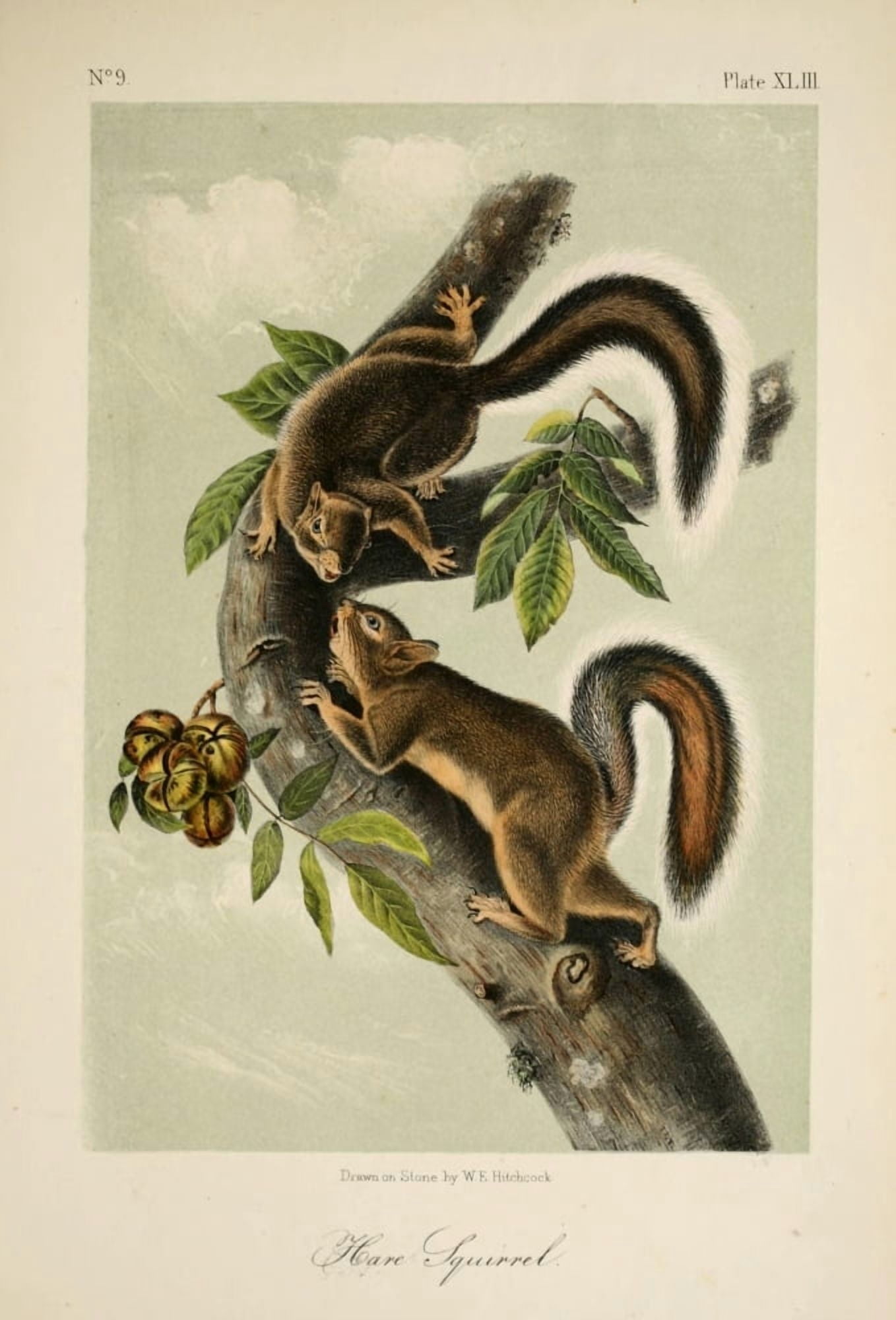 Quadrupeds of N America 1851 Hare Squirrel Canvas Art - JJ Audubon (24 x 36)