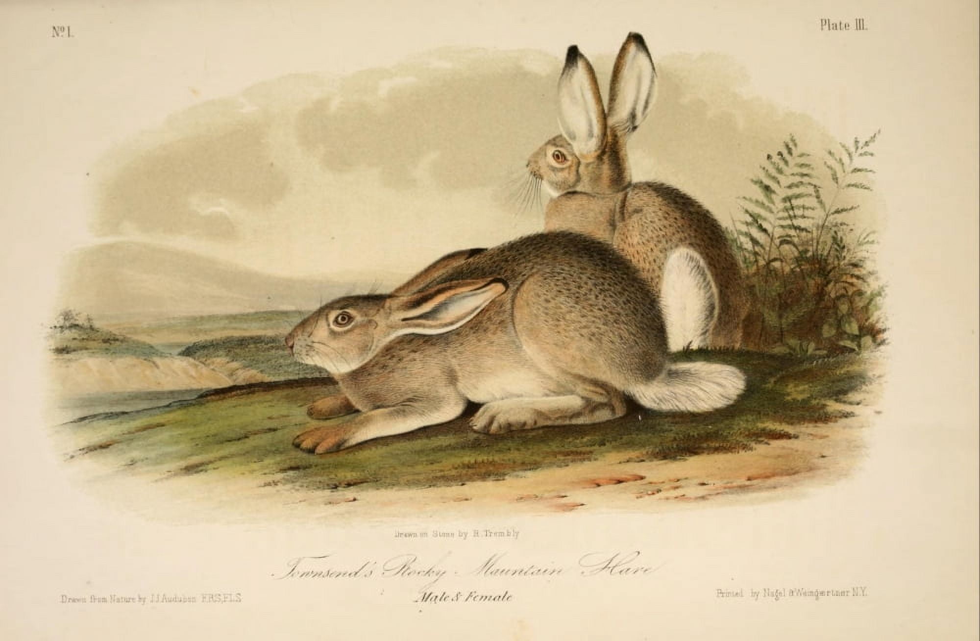 Quadrupeds of N America 1851 Hares Canvas Art - JJ Audubon (24 x 36)