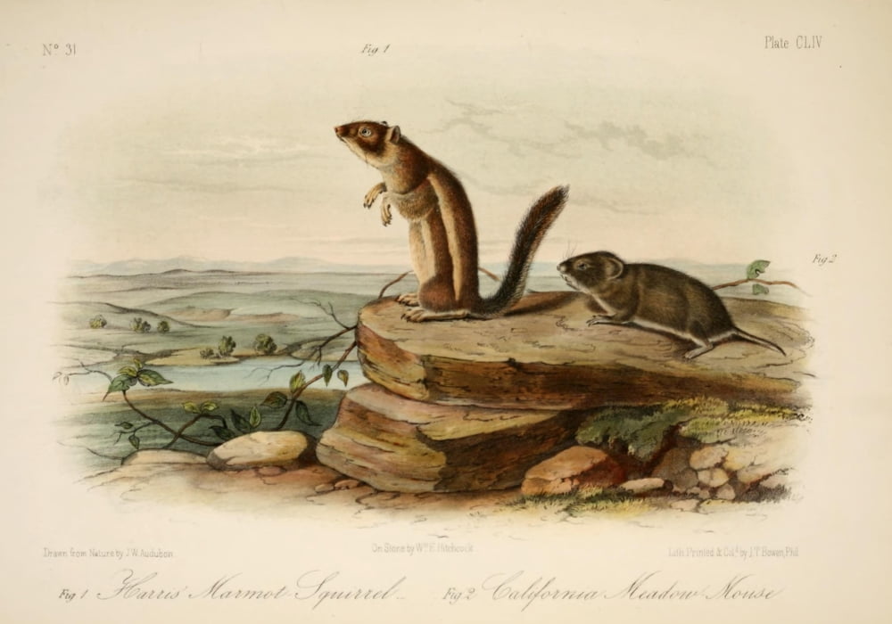 Quadrupeds of N America 1851 Harris Marmot Squirrel Canvas Art - JW Audubon (18 x 24)