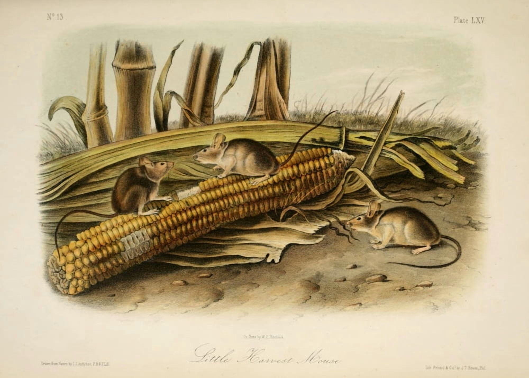 Quadrupeds of N America 1851 Harvest Mouse Canvas Art - JJ Audubon (18 x 24)