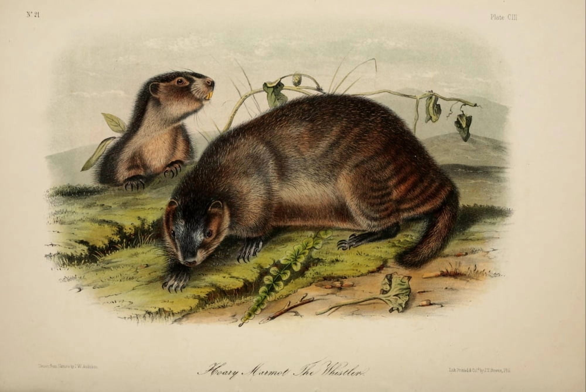 Quadrupeds of N America 1851 Hoary Marmot Canvas Art - JW Audubon (18 x 24)