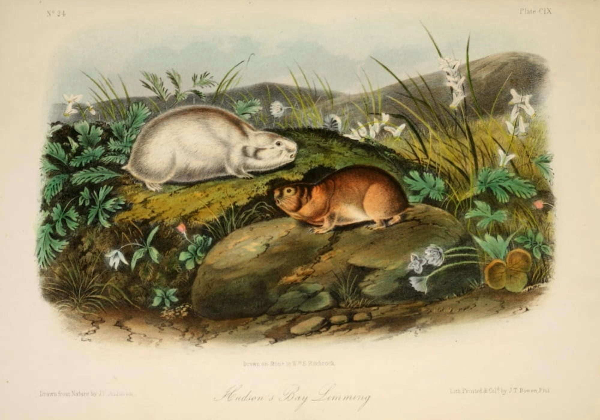 Quadrupeds of N America 1851 Hudsons Bay Lemming Canvas Art - JW Audubon (18 x 24)