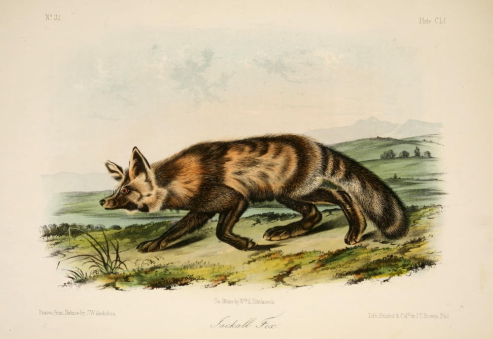 Quadrupeds of N America 1851 Jackal Fox Canvas Art - JW Audubon (18 x 24)