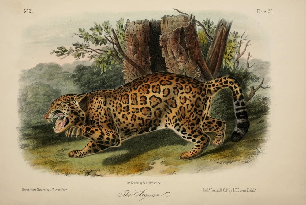 Quadrupeds of N America 1851 Jaguar Canvas Art - JW Audubon (24 x 36)