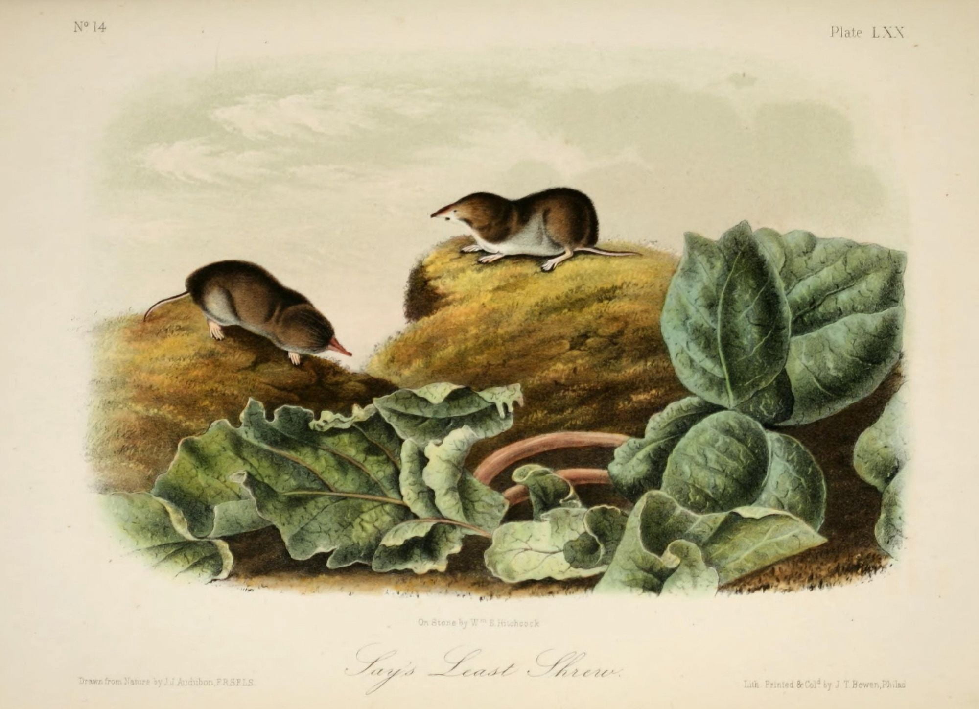 Quadrupeds of N America 1851 Jays Least Shrew Canvas Art - JJ Audubon (24 x 36)